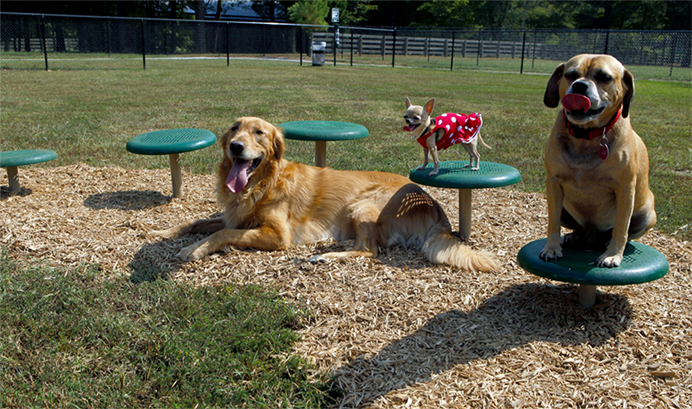 Dog Stepping Stone for Dog Parks 